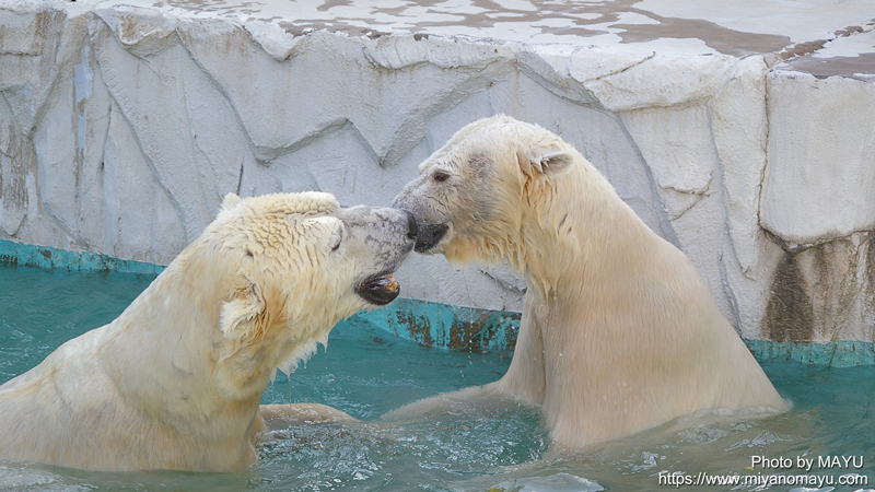 空き家だと思っていたホッキョクグマ舎に間借りしていたのは 東山動植物園 北の暮らし 札幌 宮の森から