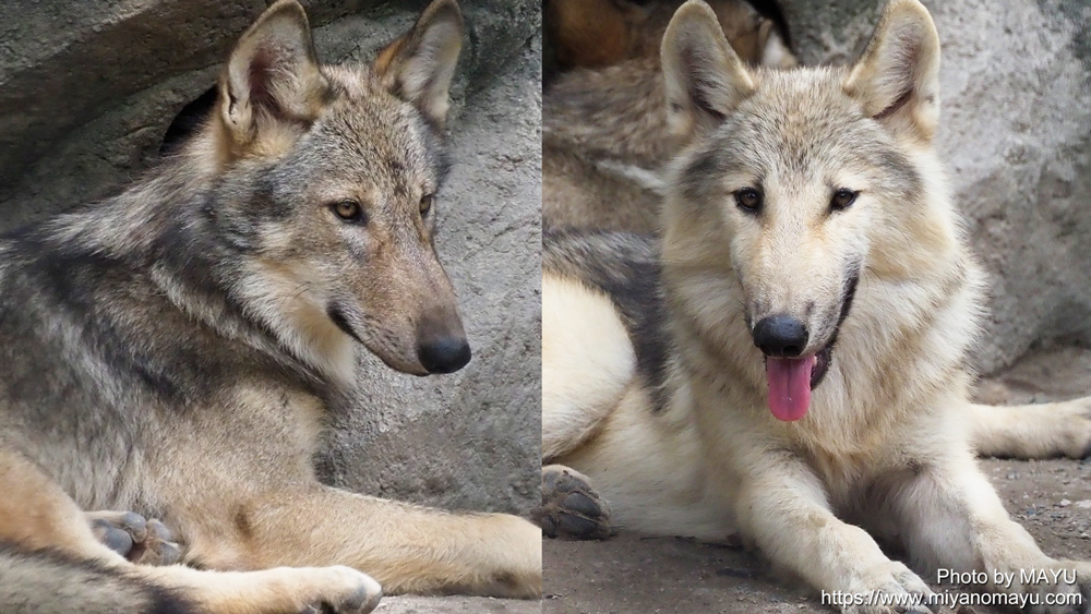 円山動物園にシンリンオオカミ復活 鹿児島市平川動物公園からジュリとカエデが来園する 北の暮らし 札幌 宮の森から