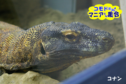 円山動物園-コモドドラゴン