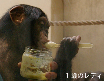 1歳のレディ