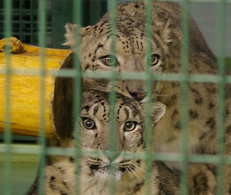 円山動物園 ユキヒョウ