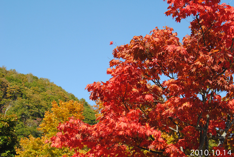 紅葉